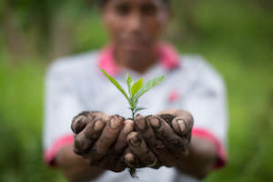 Nicaragua Coffee Plant