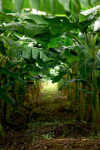 Jose uses his land from Agros to grow Plantains