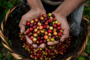 Maria can sell the coffee she grows for cash