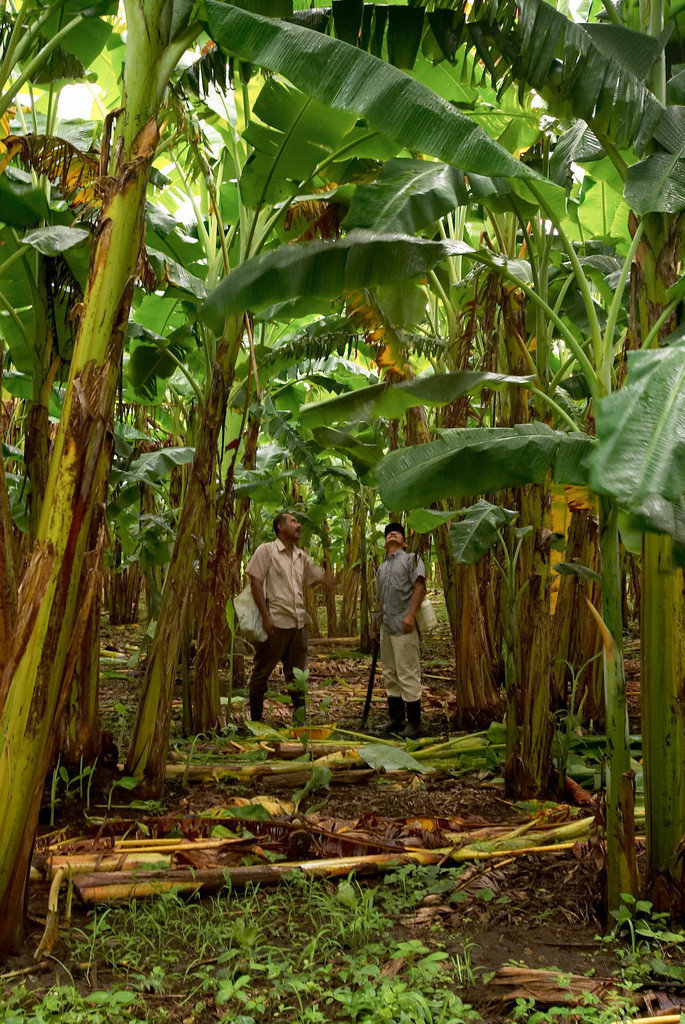 Support Sustainability for Nicaraguan Farmers