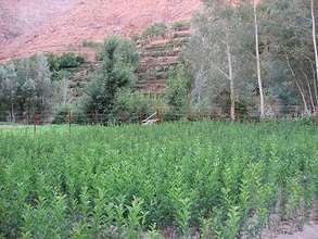 Trees Planted in Tifnoute valley