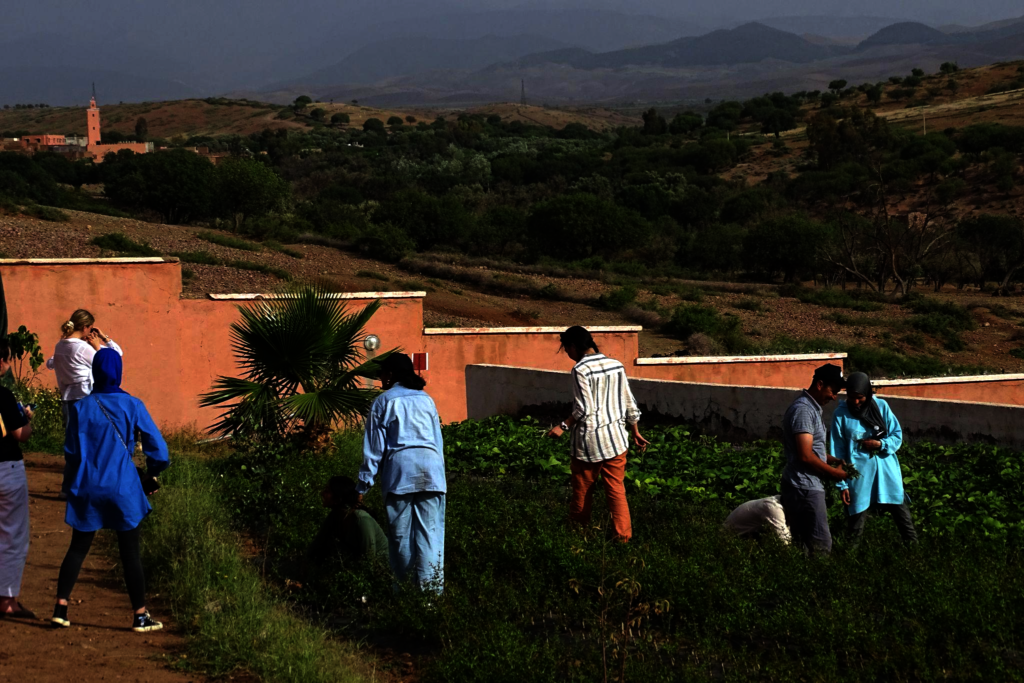 Plant Organic Fruit Trees with African Farmers