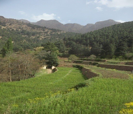 Plant Organic Fruit Trees with African Farmers