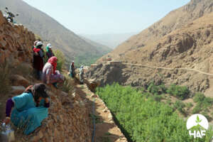 A cherry tree nursery in the High Atlas Mountains