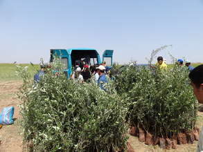HAF's Olive Tree Distribution in Ben Guerir, 2011
