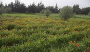 Figure 4 Mature Calendura plants ready for harvest