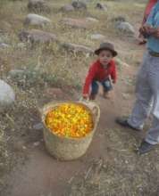 A basket of Calendula being transported