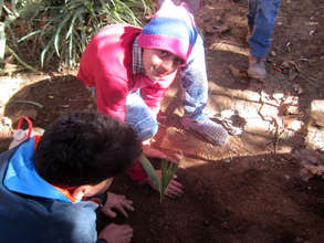 Putting a tree in the ground