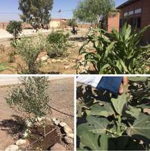 Trees in Sami's project schoolyards