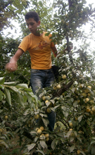 Abdul Karim picking plums to sell in the market.