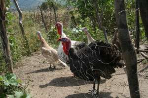 Turkeys