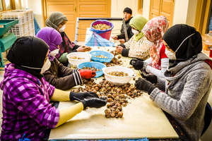 HA3 workers shelling organic certified walnuts