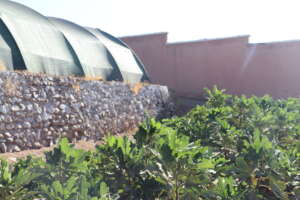 Community tree nursery at Akrich near Marrakech