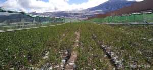 Tree nursery near cultural sacred location
