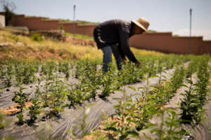 Multicultural Cooperation for Fruit Tree Planting