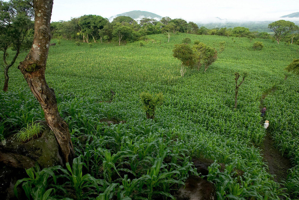 Support Sustainability for El Salvadoran Farmers