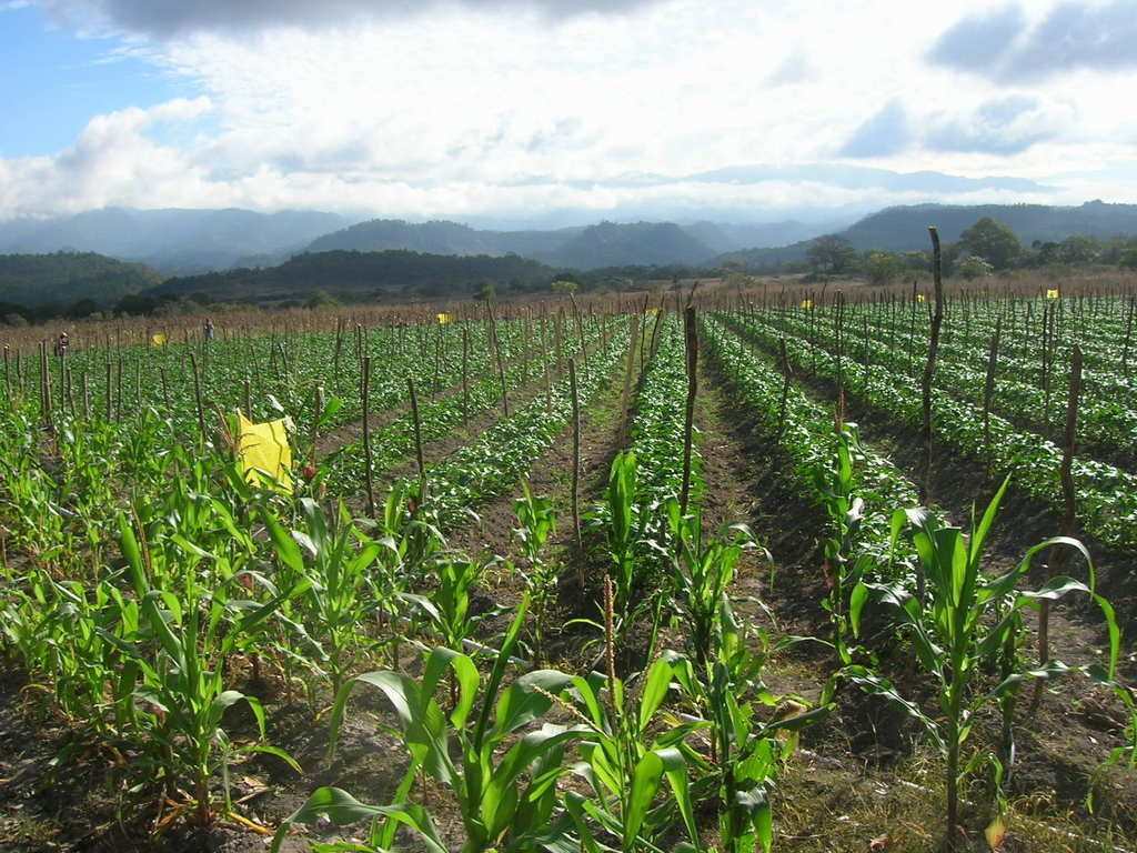Support Sustainability for Honduran Farmers