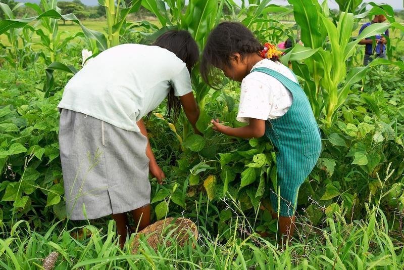 Support Sustainability for Honduran Farmers