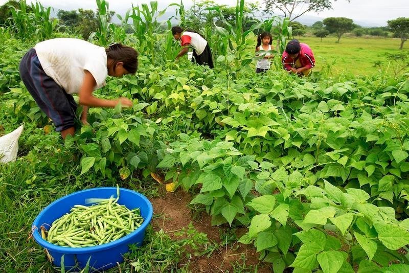 Support Sustainability for Honduran Farmers
