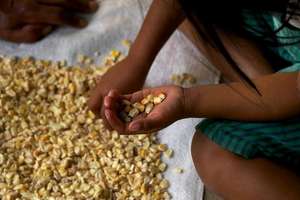 Sorting through corn kernels