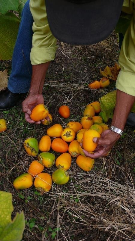 Buy Land and Housing for Central America Families