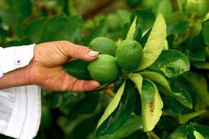 Picking limes in El Salvador