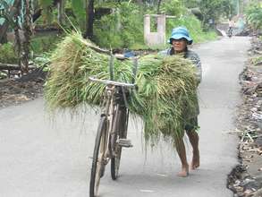 Search of grass for cattle