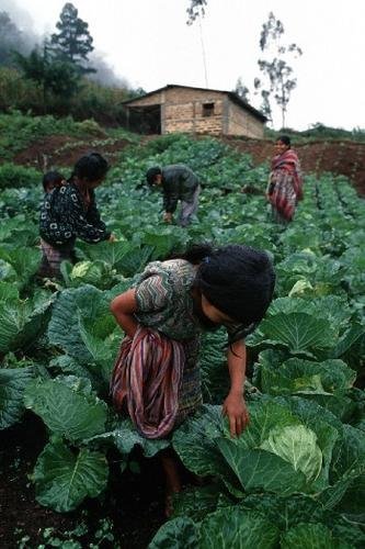 Offer Latin American Farmers Microenterprise Loans
