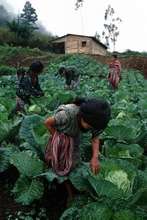 Lettuce Harvest