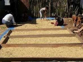 Drying Coffee