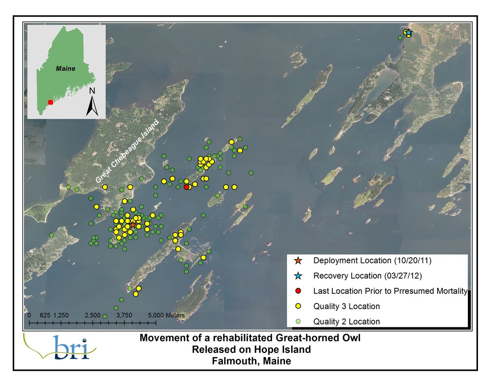 Great Horned Owl's Movements Oct-March