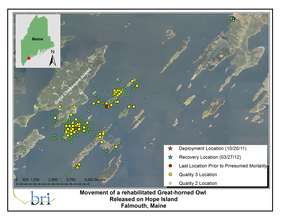 Great Horned Owl's Movements Oct-March