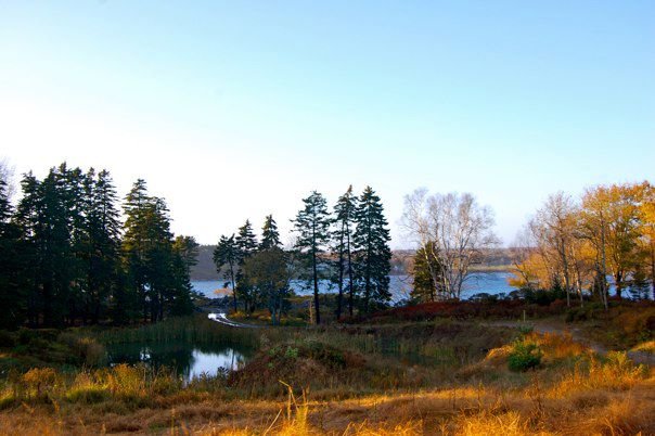 Great horned owl's habitat on Casco Bay Islands