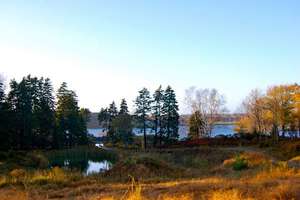Great horned owl's habitat on Casco Bay Islands