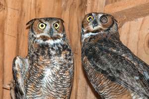 Proud Foster Parents Gaia and Galileo