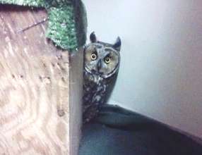 Long eared owl patient