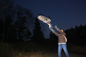 The young owl is released back into the wild!