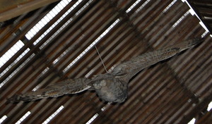 owl flying full strength in our 100-ft enclosure