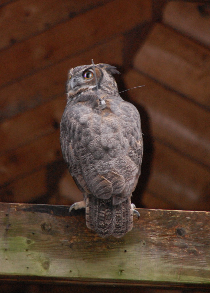 Owl with Transmitter
