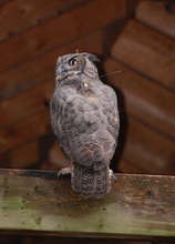 Owl with Transmitter