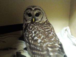 Barred owl recovering from head trauma