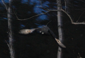 Owl flies successfully into the night