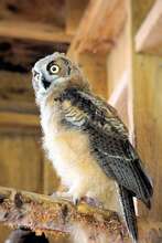 Owlet Perches- Potential Transmitter Candidate