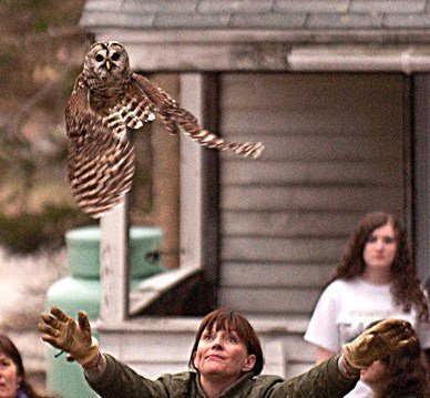 "On the Wings of Research" Owl Transmitter Project