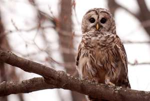 Barred owl patient post-release