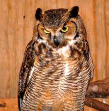 great horned patient