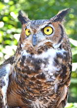 great horned owl