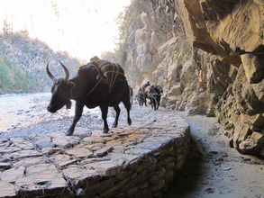 Yak Caravan to Dolpa