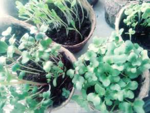 seedlings