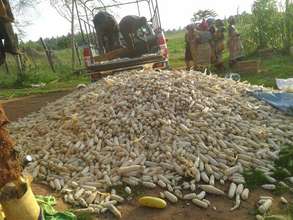 Women taking corn to sell in their businesses